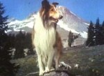 Lassie - image 5