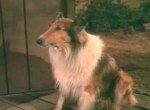 Lassie - image 6