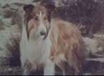 Lassie - image 9