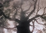 Le Hérisson dans le Brouillard - image 6