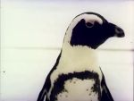 Les Aventures de Pin-Pin le Petit Pingouin - image 2